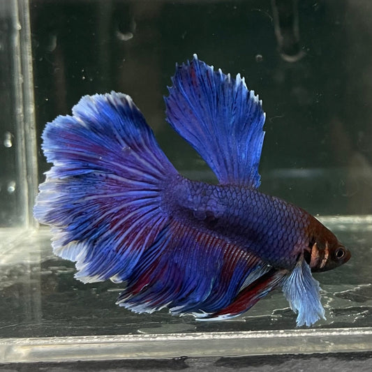 the-fish-farm Male Betta Male Betta - One Only - 15 Choose your favourite Male Betta from The Fish Farm Australia