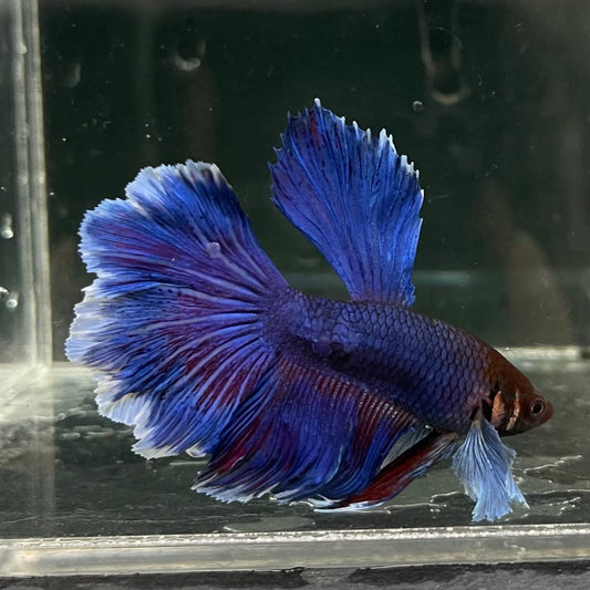 the-fish-farm Male Betta Male Betta - One Only - 15 Choose your favourite Male Betta from The Fish Farm Australia