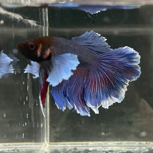 the-fish-farm Male Betta Male Betta - One Only - 15 Choose your favourite Male Betta from The Fish Farm Australia