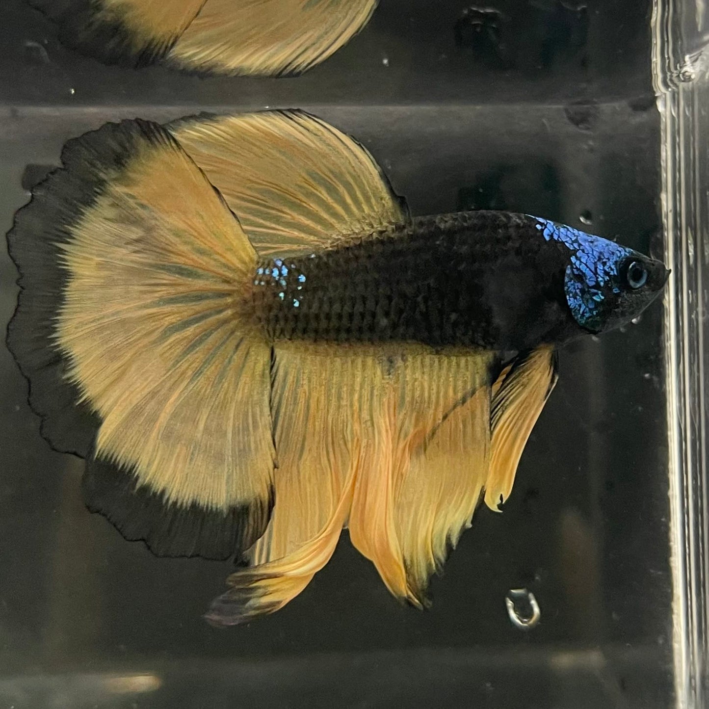 the-fish-farm Male Betta Male Betta - One Only - 15 Choose your favourite Male Betta from The Fish Farm Australia