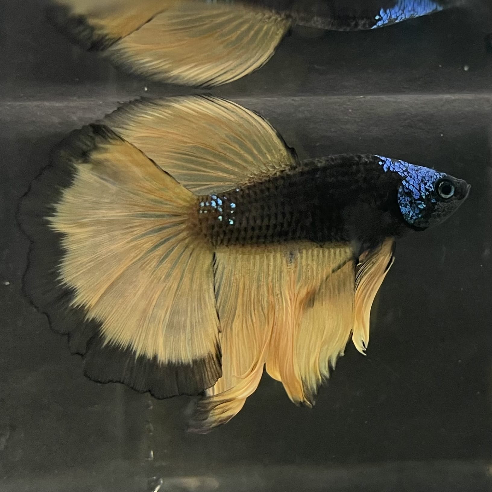 the-fish-farm Male Betta Male Betta - One Only - 15 Choose your favourite Male Betta from The Fish Farm Australia