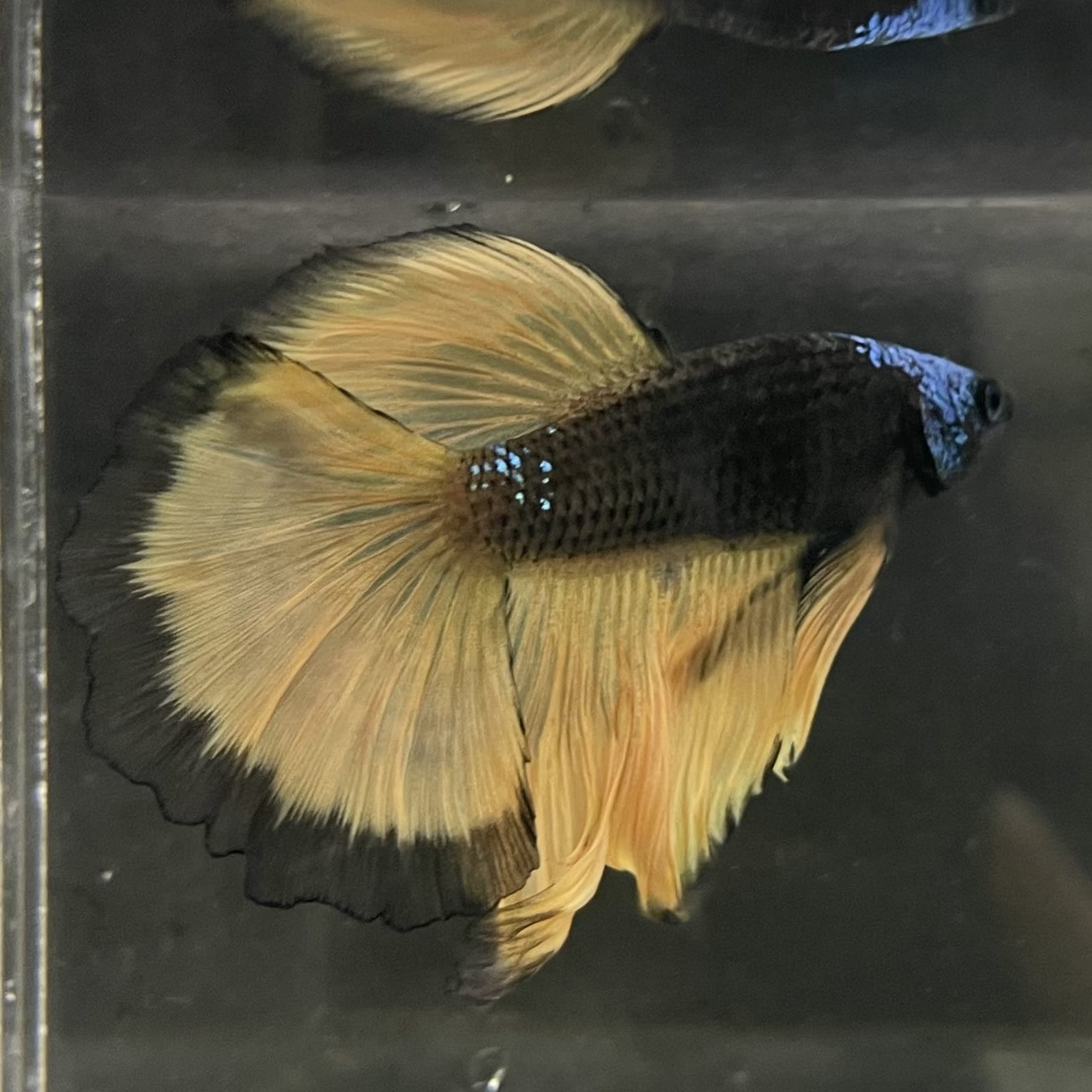 the-fish-farm Male Betta Male Betta - One Only - 15 Choose your favourite Male Betta from The Fish Farm Australia