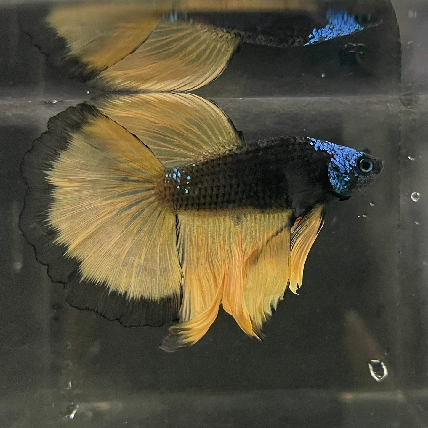 the-fish-farm Male Betta Male Betta - One Only - 15 Choose your favourite Male Betta from The Fish Farm Australia