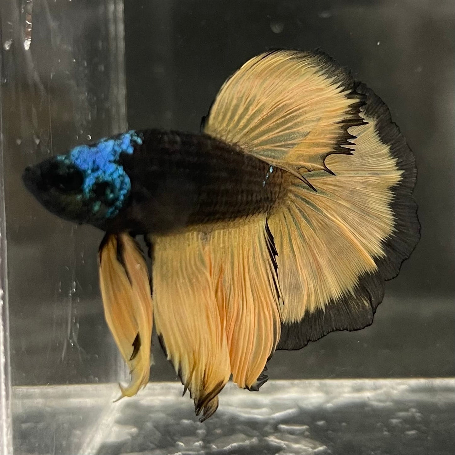 the-fish-farm Male Betta Male Betta - One Only - 15 Choose your favourite Male Betta from The Fish Farm Australia