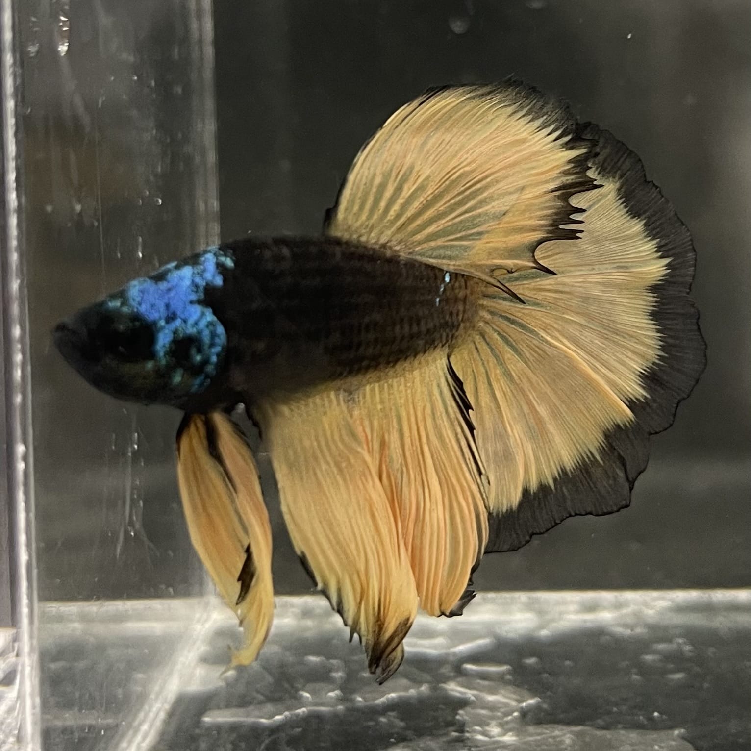 the-fish-farm Male Betta Male Betta - One Only - 15 Choose your favourite Male Betta from The Fish Farm Australia