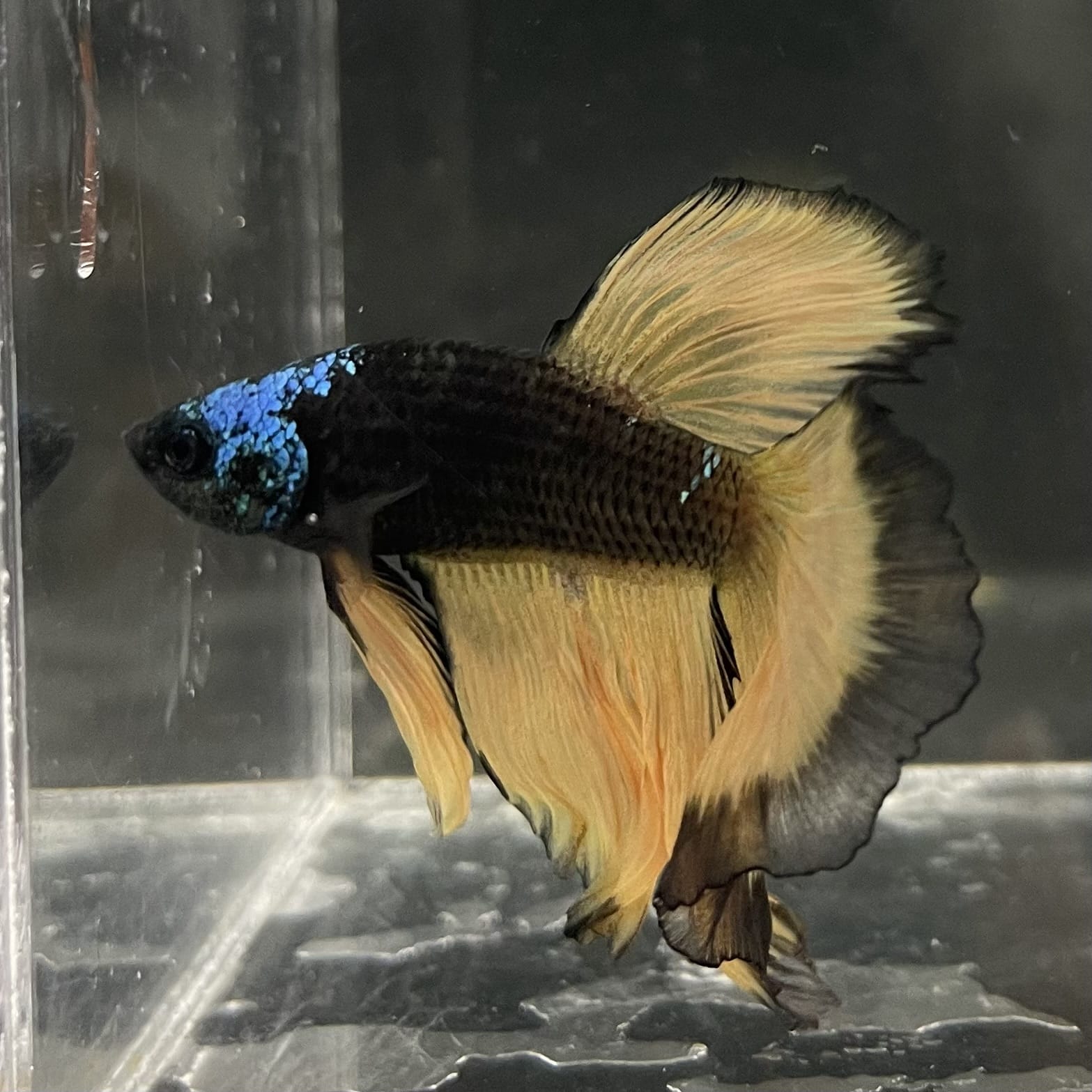 the-fish-farm Male Betta Male Betta - One Only - 15 Choose your favourite Male Betta from The Fish Farm Australia