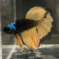 the-fish-farm Male Betta Male Betta - One Only - 15 Choose your favourite Male Betta from The Fish Farm Australia