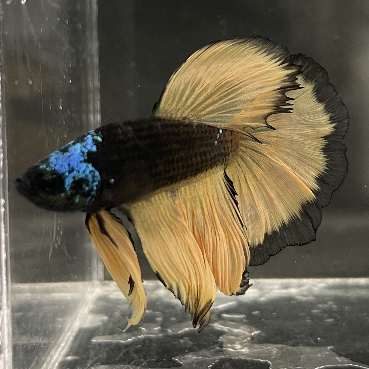 the-fish-farm Male Betta Male Betta - One Only - 15 Choose your favourite Male Betta from The Fish Farm Australia