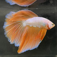the-fish-farm Male Betta Male Betta - One Only - 15 Choose your favourite Male Betta from The Fish Farm Australia
