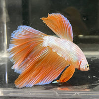 the-fish-farm Male Betta Male Betta - One Only - 15 Choose your favourite Male Betta from The Fish Farm Australia