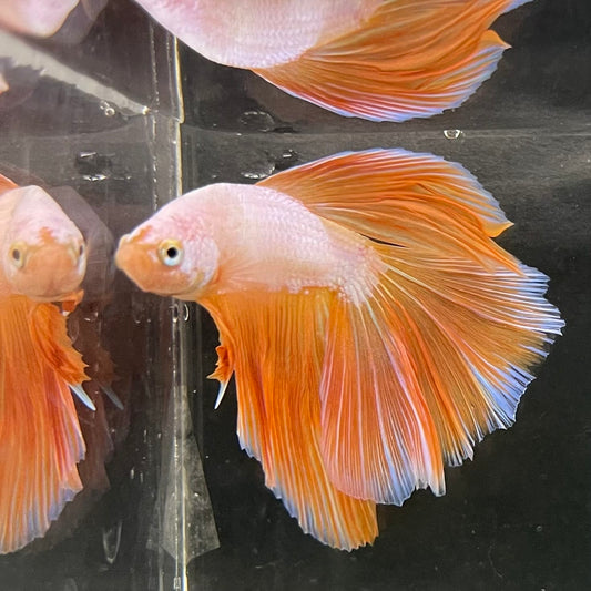 the-fish-farm Male Betta Male Betta - One Only - 15 Choose your favourite Male Betta from The Fish Farm Australia