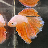 the-fish-farm Male Betta Male Betta - One Only - 15 Choose your favourite Male Betta from The Fish Farm Australia