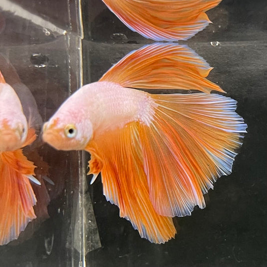 the-fish-farm Male Betta Male Betta - One Only - 15 Choose your favourite Male Betta from The Fish Farm Australia