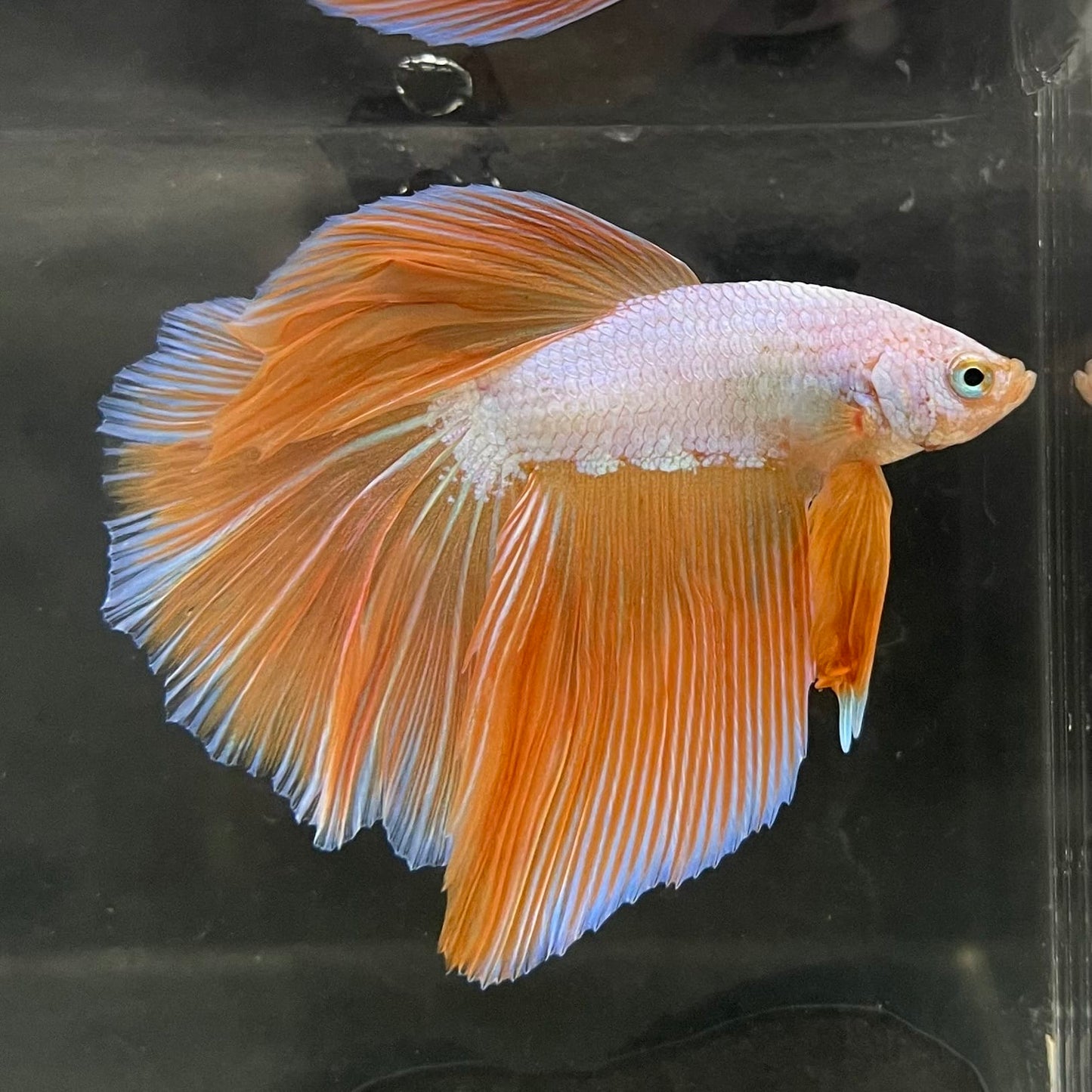 the-fish-farm Male Betta Male Betta - One Only - 15 Choose your favourite Male Betta from The Fish Farm Australia