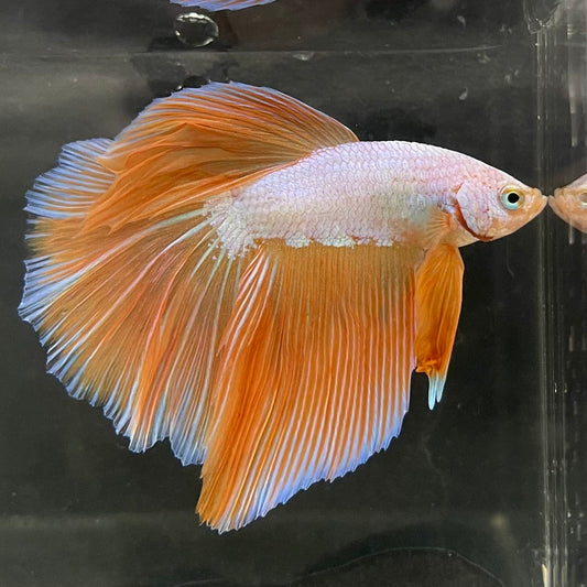 the-fish-farm Male Betta Male Betta - One Only - 15 Choose your favourite Male Betta from The Fish Farm Australia