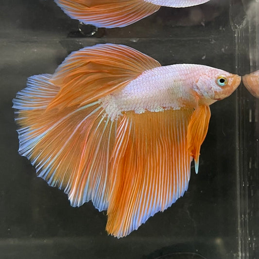 the-fish-farm Male Betta Male Betta - One Only - 15 Choose your favourite Male Betta from The Fish Farm Australia
