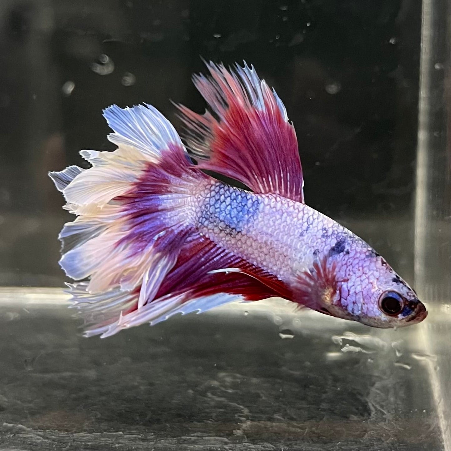 the-fish-farm Male Betta Male Betta - One Only - 15 Choose your favourite Male Betta from The Fish Farm Australia