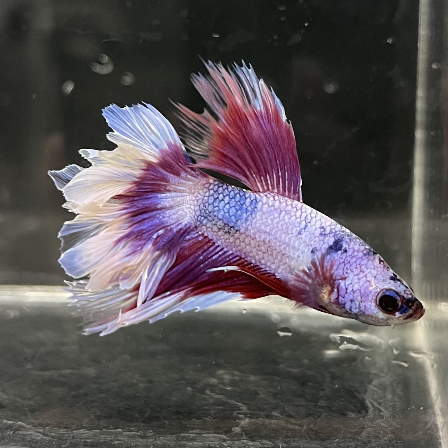 the-fish-farm Male Betta Male Betta - One Only - 15 Choose your favourite Male Betta from The Fish Farm Australia