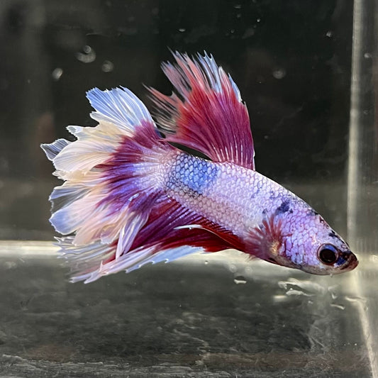 the-fish-farm Male Betta Male Betta - One Only - 15 Choose your favourite Male Betta from The Fish Farm Australia