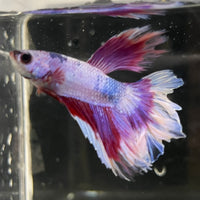 the-fish-farm Male Betta Male Betta - One Only - 15 Choose your favourite Male Betta from The Fish Farm Australia