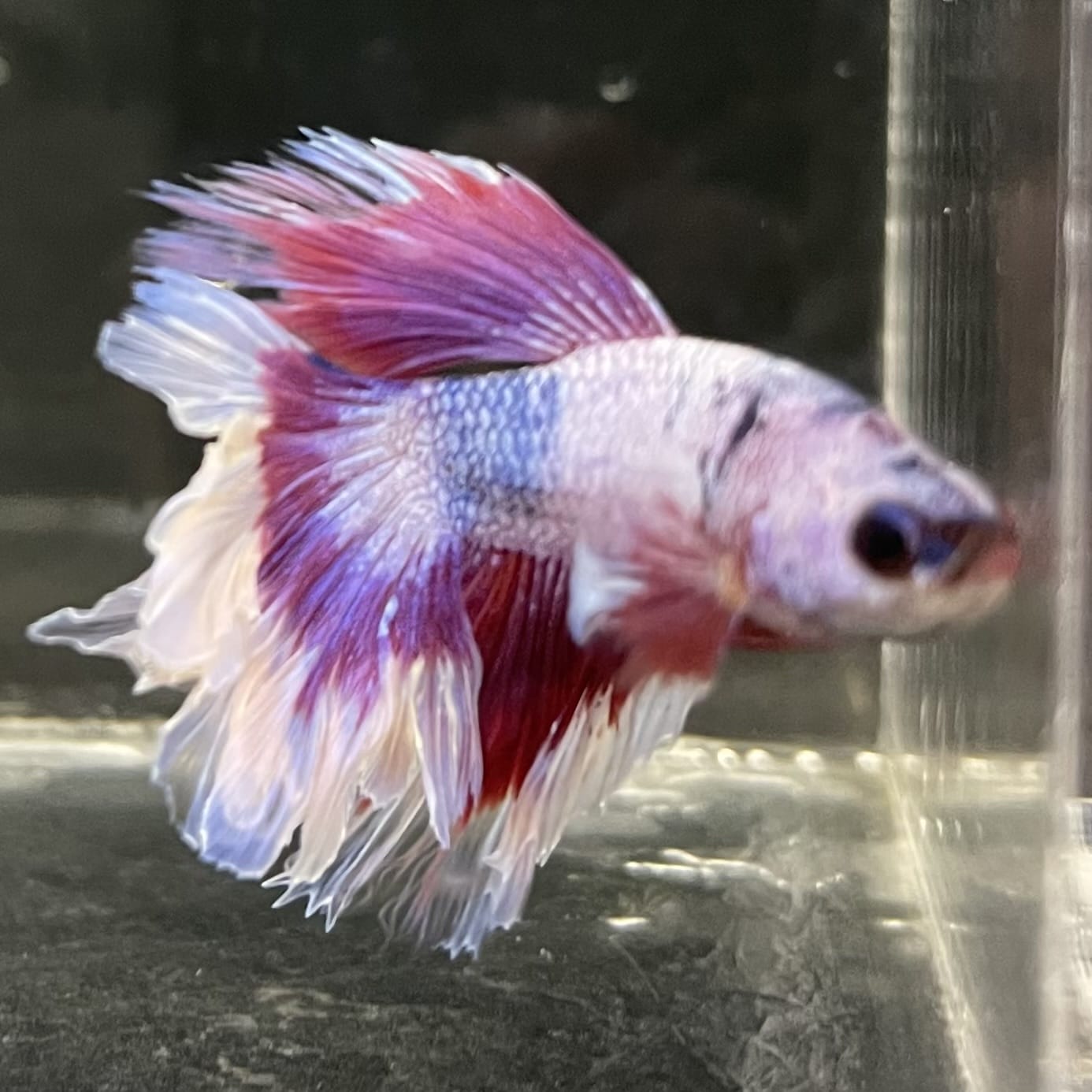 the-fish-farm Male Betta Male Betta - One Only - 15 Choose your favourite Male Betta from The Fish Farm Australia