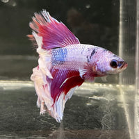 the-fish-farm Male Betta Male Betta - One Only - 15 Choose your favourite Male Betta from The Fish Farm Australia