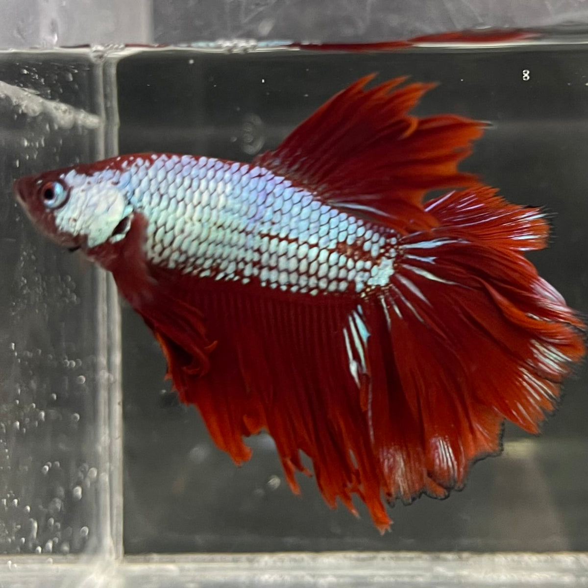 the-fish-farm Male Betta Male Betta - One Only - 15 Choose your favourite Male Betta from The Fish Farm Australia
