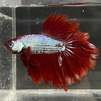 the-fish-farm Male Betta Male Betta - One Only - 15 Choose your favourite Male Betta from The Fish Farm Australia