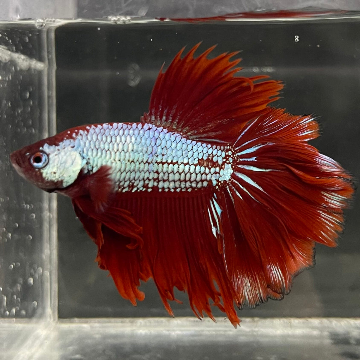the-fish-farm Male Betta Male Betta - One Only - 15 Choose your favourite Male Betta from The Fish Farm Australia