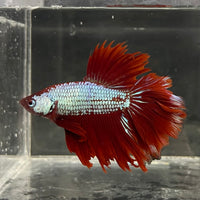 the-fish-farm Male Betta Male Betta - One Only - 15 Choose your favourite Male Betta from The Fish Farm Australia