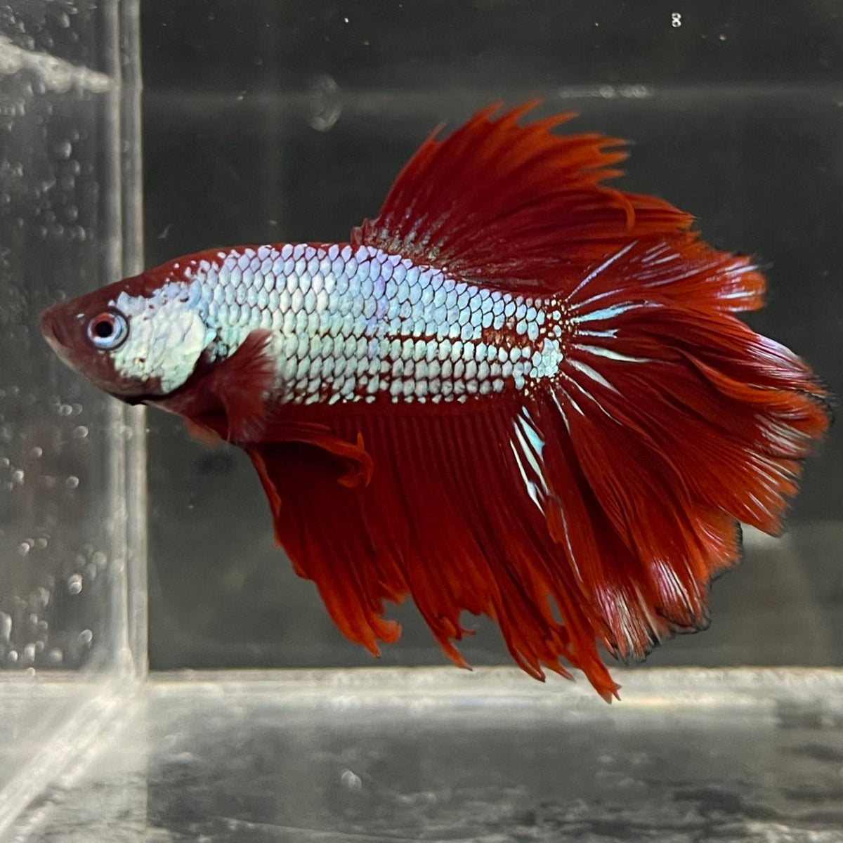 the-fish-farm Male Betta Male Betta - One Only - 15 Choose your favourite Male Betta from The Fish Farm Australia