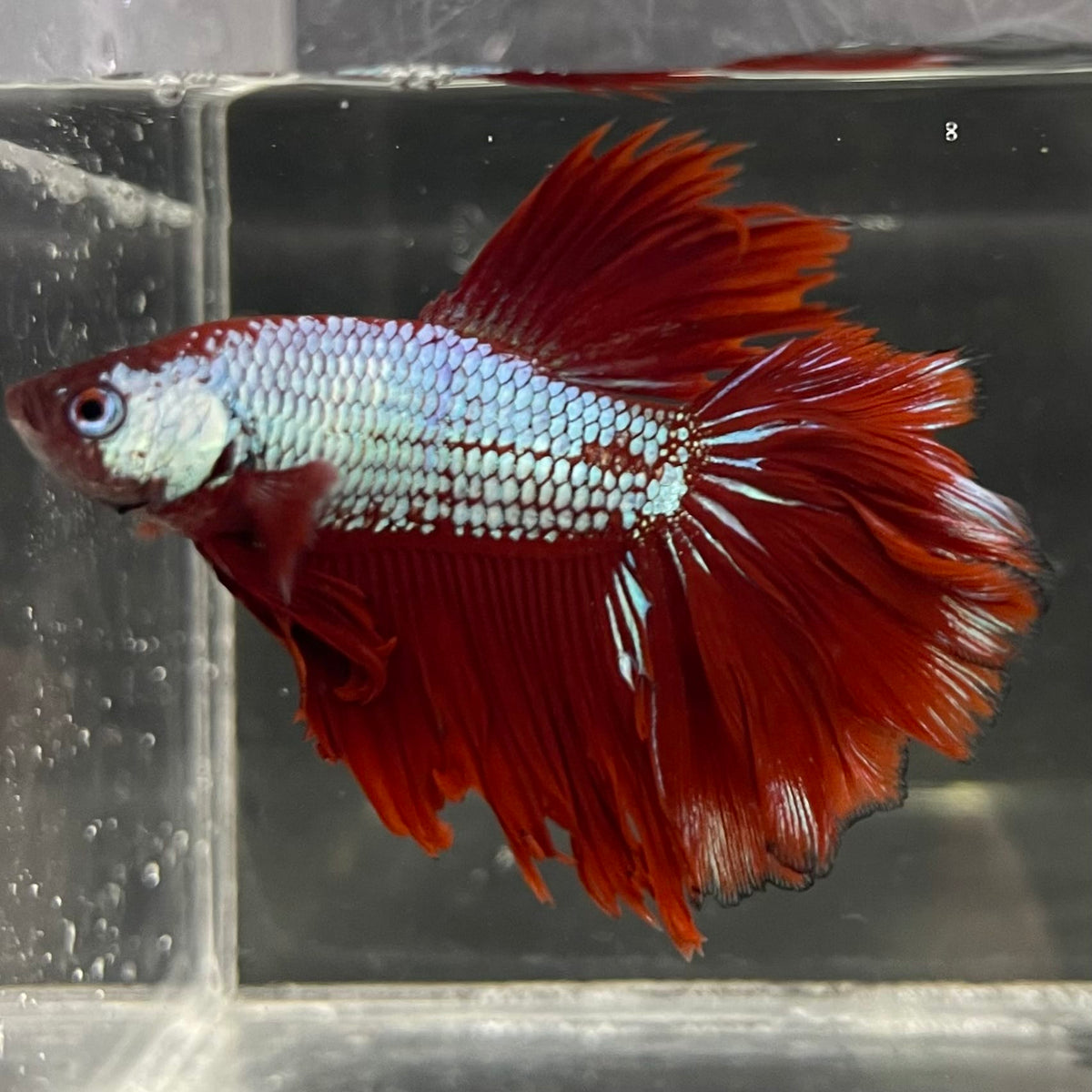 the-fish-farm Male Betta Male Betta - One Only - 15 Choose your favourite Male Betta from The Fish Farm Australia