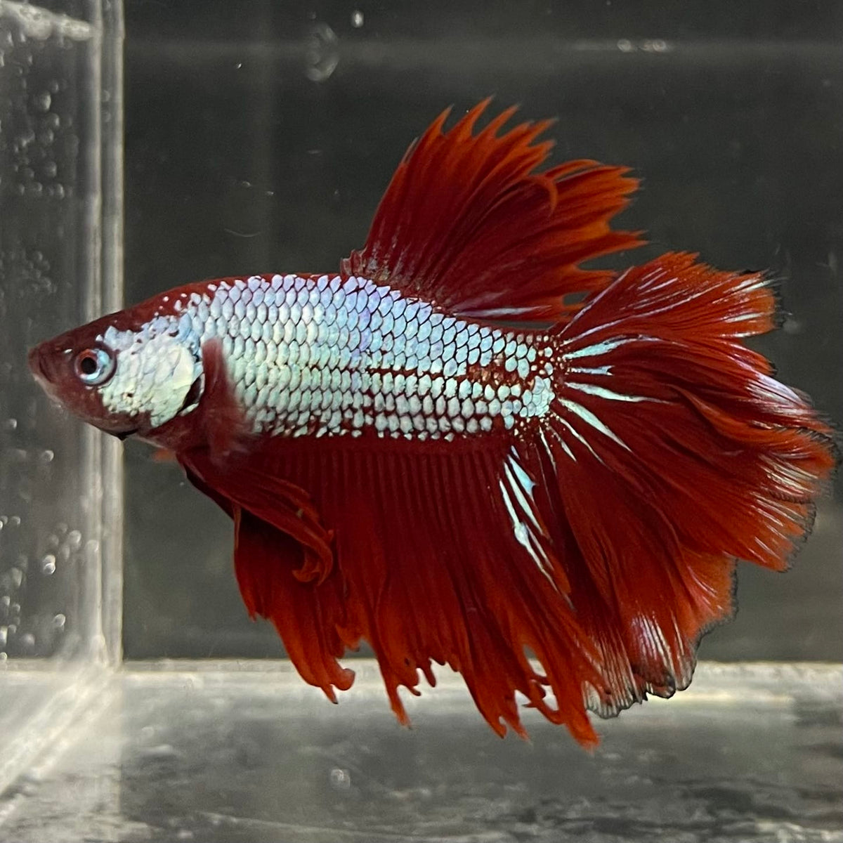 the-fish-farm Male Betta Male Betta - One Only - 15 Choose your favourite Male Betta from The Fish Farm Australia