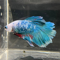 the-fish-farm Male Betta Male Betta - One Only - 15 Choose your favourite Male Betta from The Fish Farm Australia
