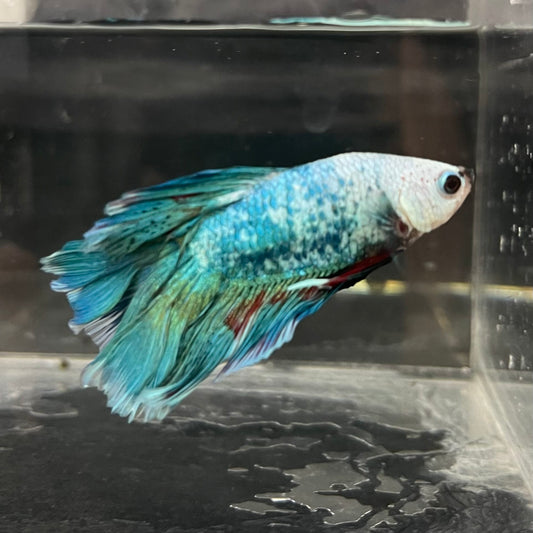 the-fish-farm Male Betta Male Betta - One Only - 15 Choose your favourite Male Betta from The Fish Farm Australia