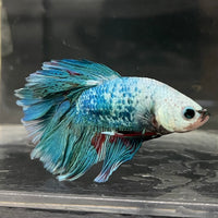 the-fish-farm Male Betta Male Betta - One Only - 15 Choose your favourite Male Betta from The Fish Farm Australia