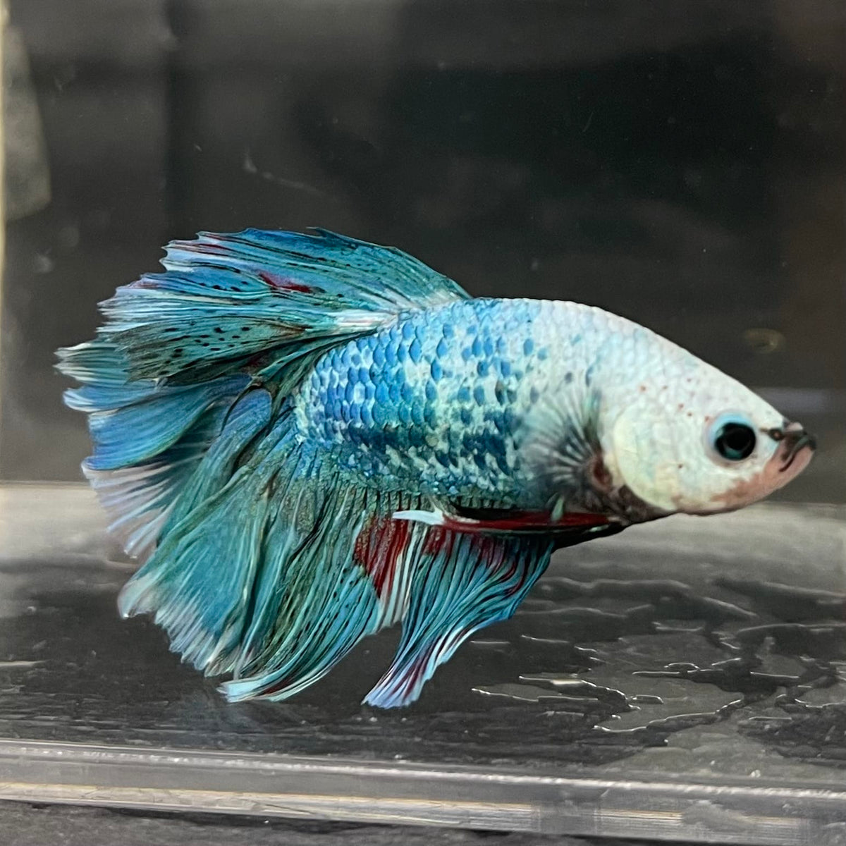 the-fish-farm Male Betta Male Betta - One Only - 15 Choose your favourite Male Betta from The Fish Farm Australia