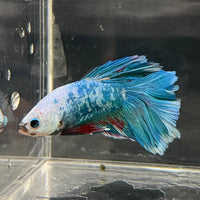 the-fish-farm Male Betta Male Betta - One Only - 15 Choose your favourite Male Betta from The Fish Farm Australia