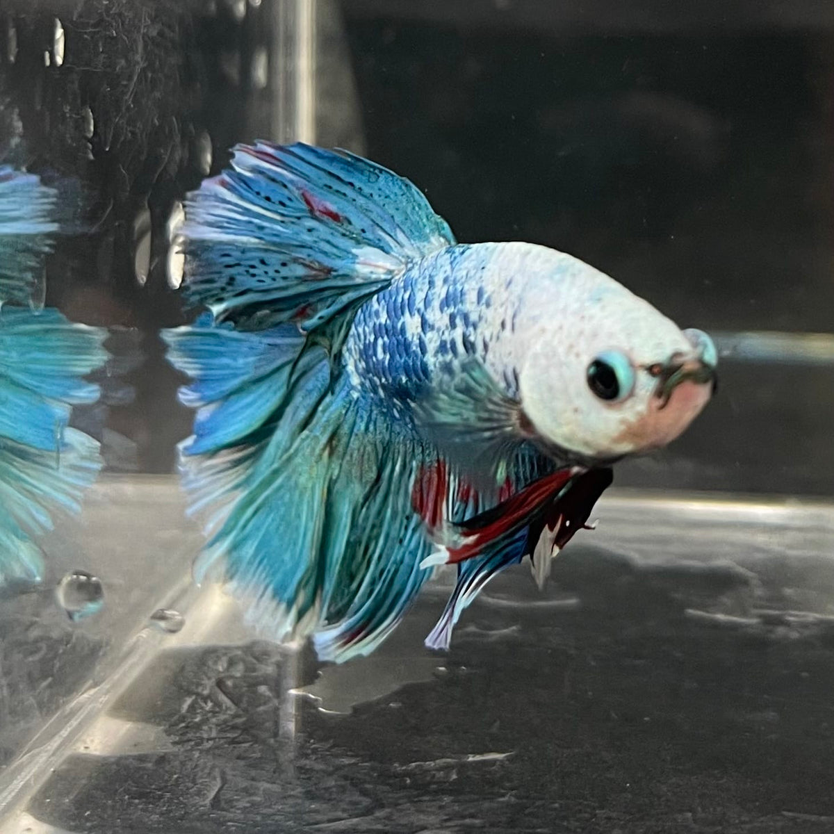the-fish-farm Male Betta Male Betta - One Only - 15 Choose your favourite Male Betta from The Fish Farm Australia