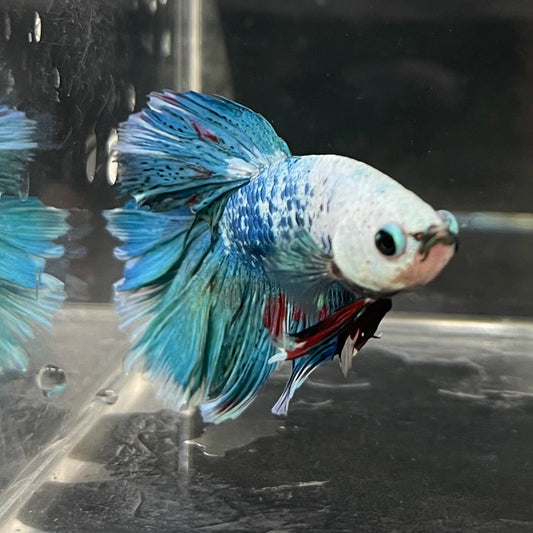 the-fish-farm Male Betta Male Betta - One Only - 15 Choose your favourite Male Betta from The Fish Farm Australia