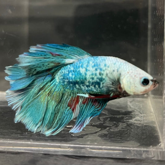 the-fish-farm Male Betta Male Betta - One Only - 15 Choose your favourite Male Betta from The Fish Farm Australia
