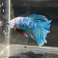 the-fish-farm Male Betta Male Betta - One Only - 15 Choose your favourite Male Betta from The Fish Farm Australia