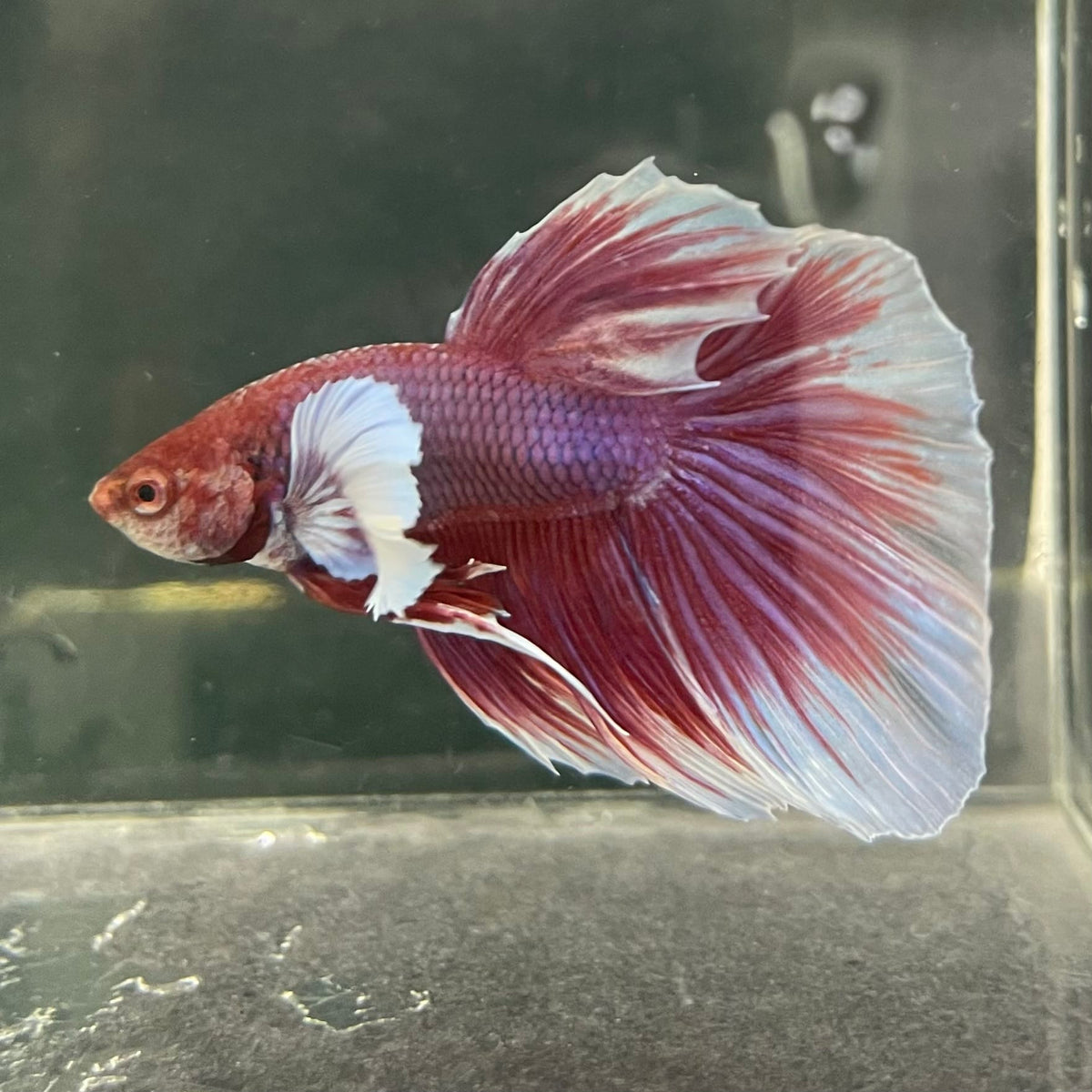the-fish-farm Male Betta Male Betta - One Only - 15 Choose your favourite Male Betta from The Fish Farm Australia