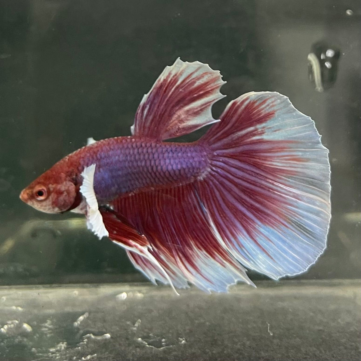 the-fish-farm Male Betta Male Betta - One Only - 15 Choose your favourite Male Betta from The Fish Farm Australia
