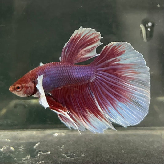 the-fish-farm Male Betta Male Betta - One Only - 15 Choose your favourite Male Betta from The Fish Farm Australia