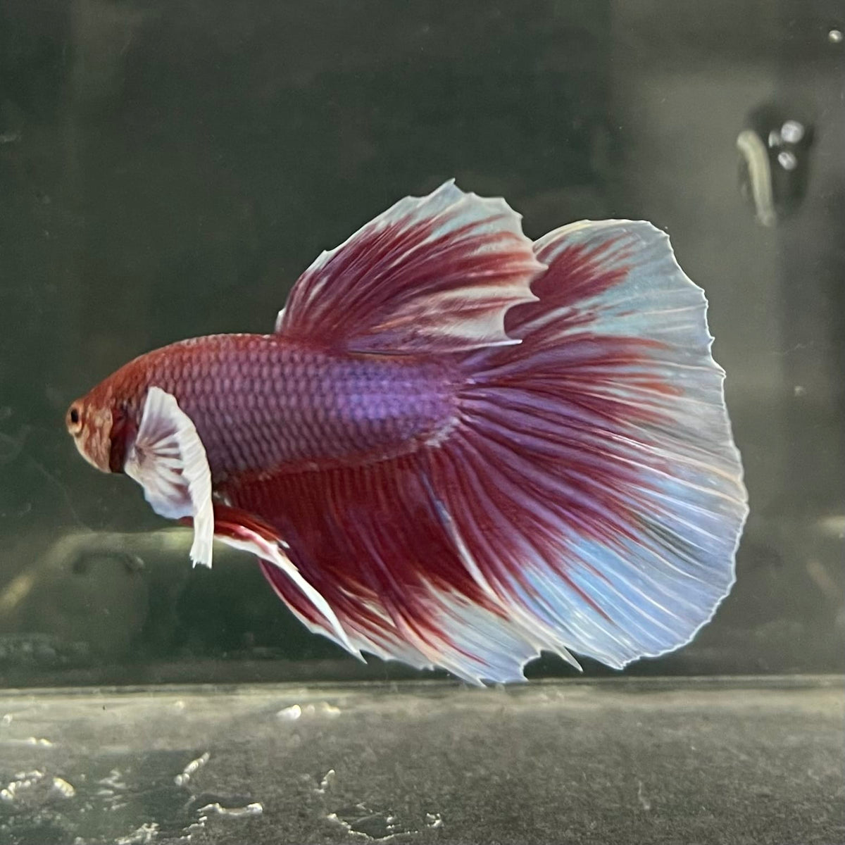 the-fish-farm Male Betta Male Betta - One Only - 15 Choose your favourite Male Betta from The Fish Farm Australia