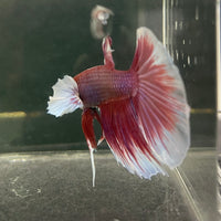 the-fish-farm Male Betta Male Betta - One Only - 15 Choose your favourite Male Betta from The Fish Farm Australia