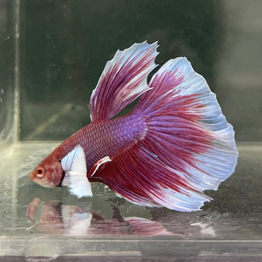 the-fish-farm Male Betta Male Betta - One Only - 15 Choose your favourite Male Betta from The Fish Farm Australia