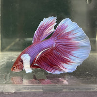 the-fish-farm Male Betta Male Betta - One Only - 15 Choose your favourite Male Betta from The Fish Farm Australia