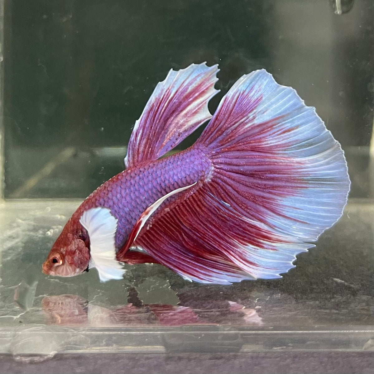 the-fish-farm Male Betta Male Betta - One Only - 15 Choose your favourite Male Betta from The Fish Farm Australia